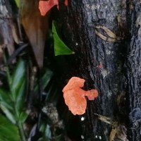 Pycnoporus sanguineus (L.) Murrill (1904)